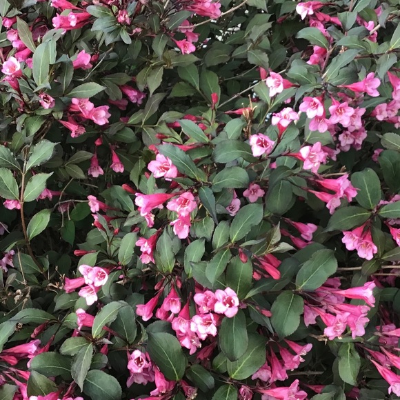 Meet your Posher, Bernadette - Picture 1 of 1